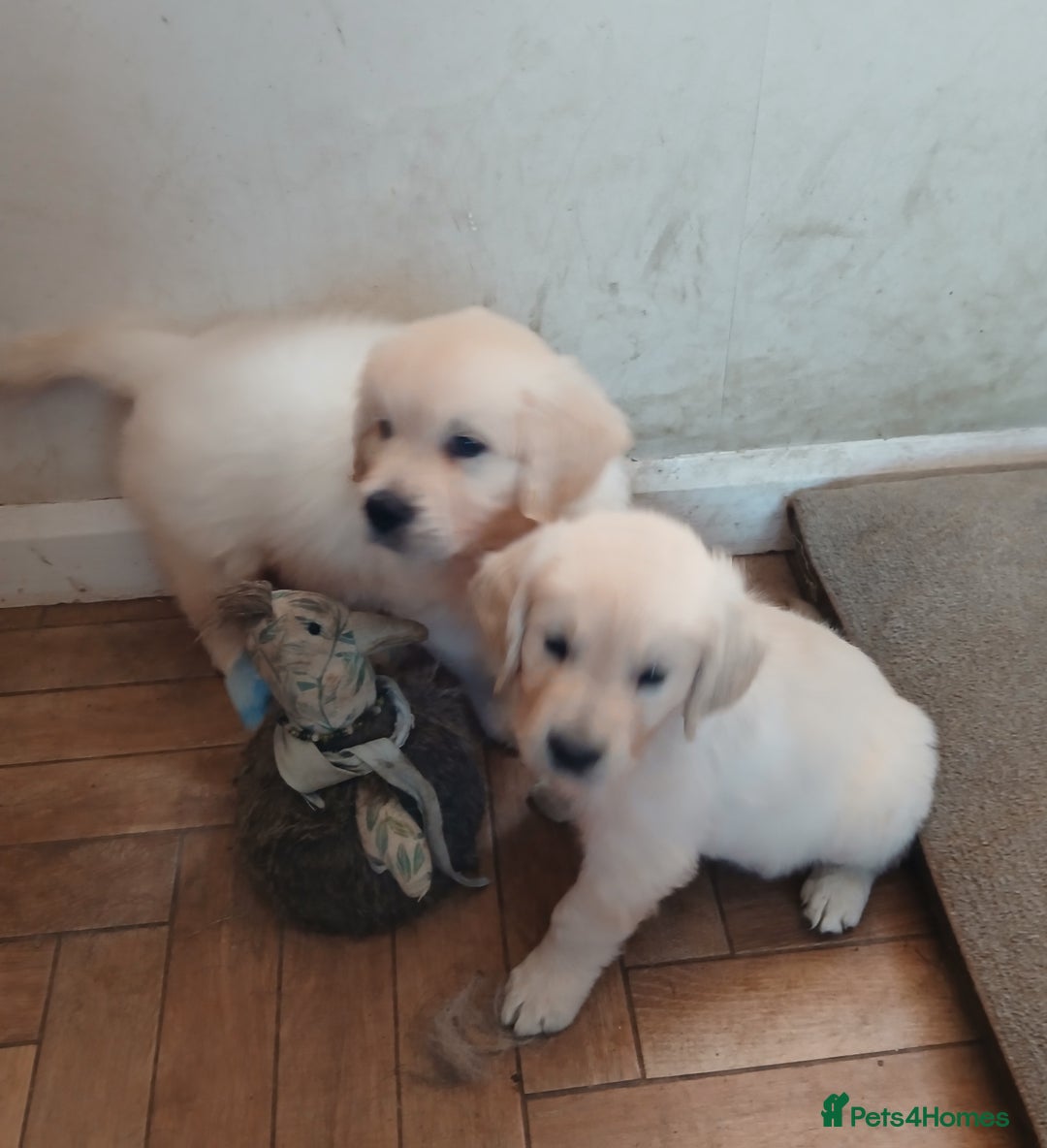 Golden Retriever dogs for sale: Two Stunning KC Registered Dog Puppies - Image 3