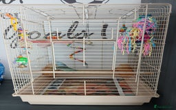 Parrots birds for sale: Bonding pair of parrotlets and conures  - Image 12