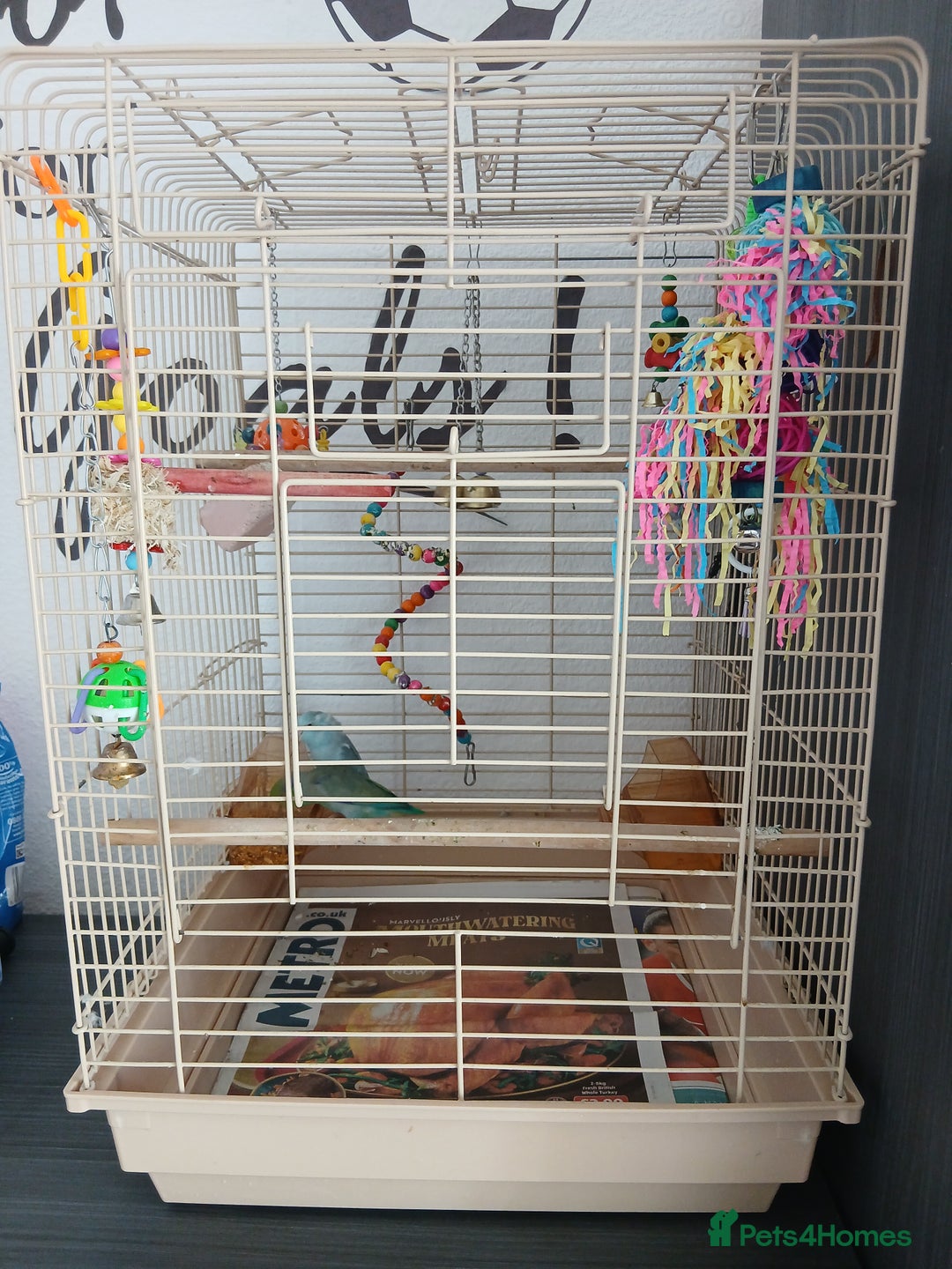 Parrots birds for sale: Bonding pair of parrotlets and conures  - Image 12