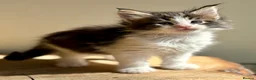 Maine Coon cats for sale: Beautiful Maine Coon kittens - Advert 11