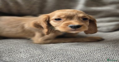 Cocker Spaniel dogs - Advert 13