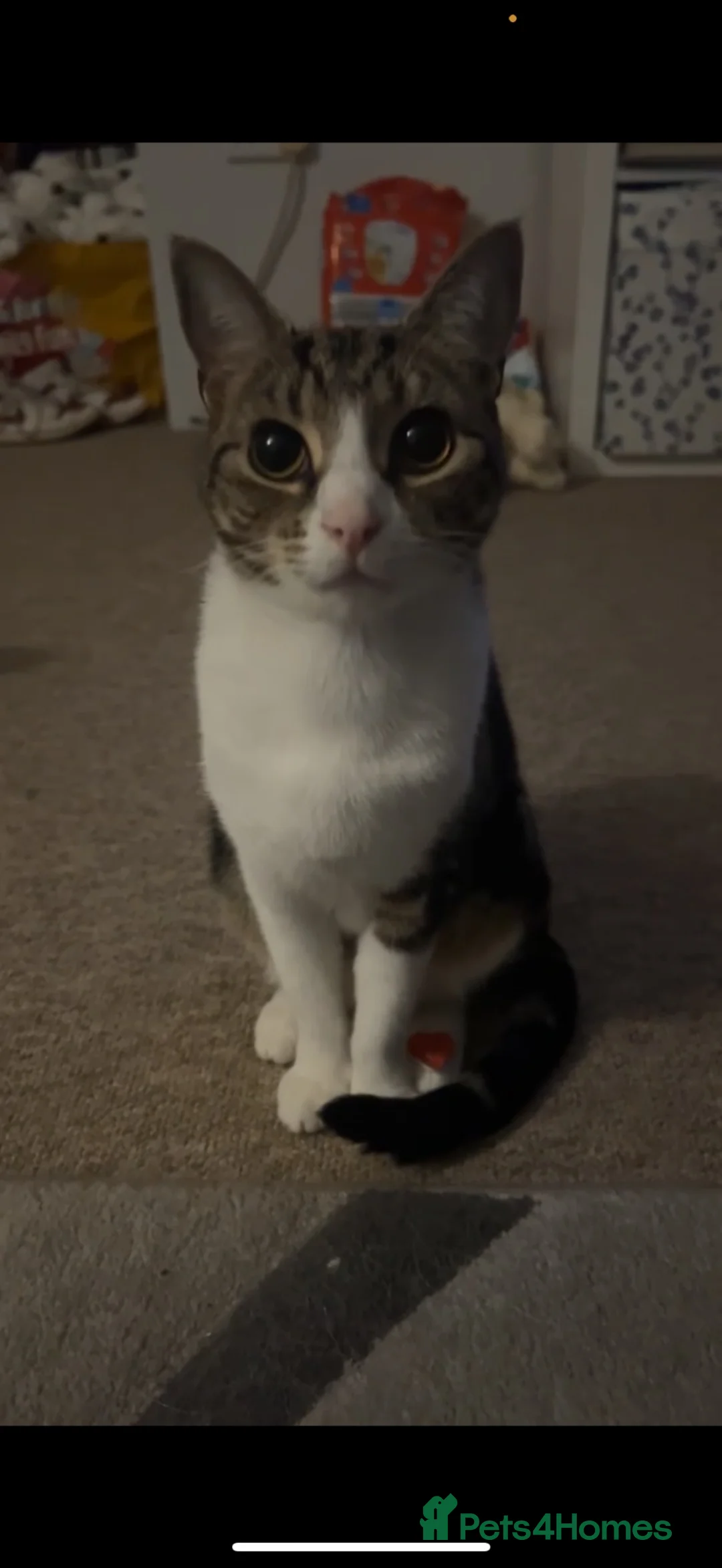 Mixed Breed cats for sale: Cookie - Advert 13