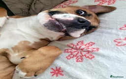 Mixed Breed dogs for sale: Millie to be rehomed - Image 11
