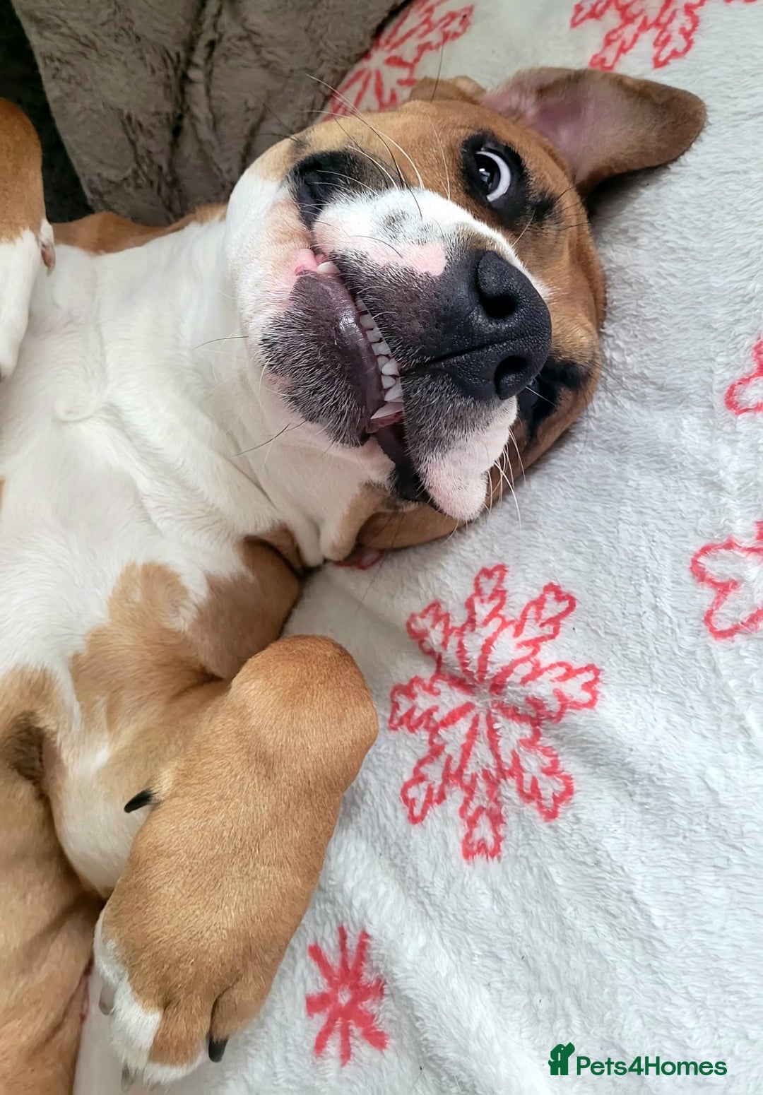 Mixed Breed dogs for sale: Millie to be rehomed - Image 11