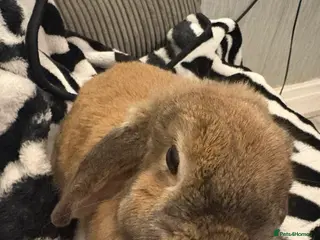 Mini Lion Lop rabbits Adult bunny rabbits 3 available - Advert 9