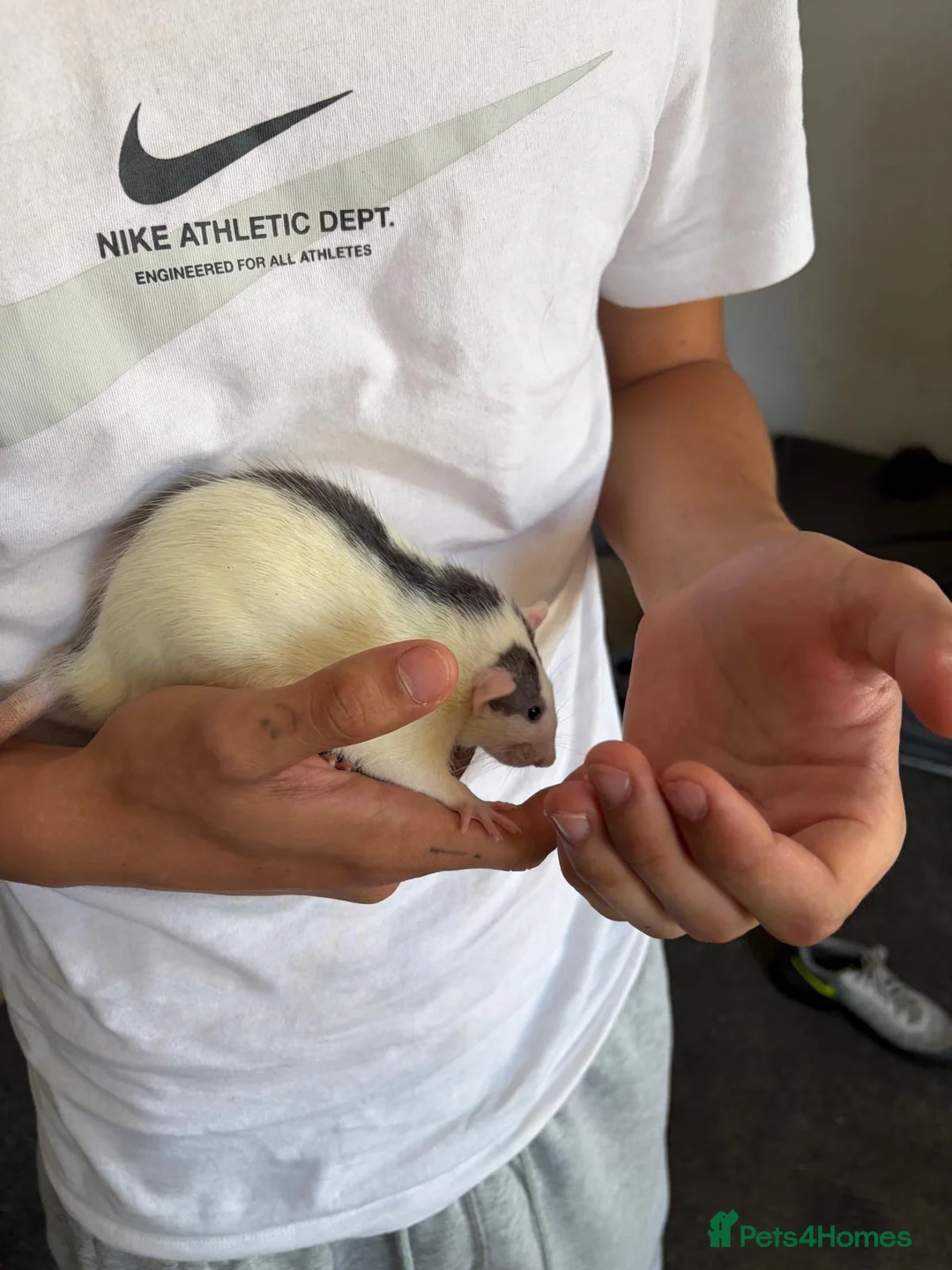 Rat rodents for sale: 2 male rats and cage in Gillingham - Advert 10