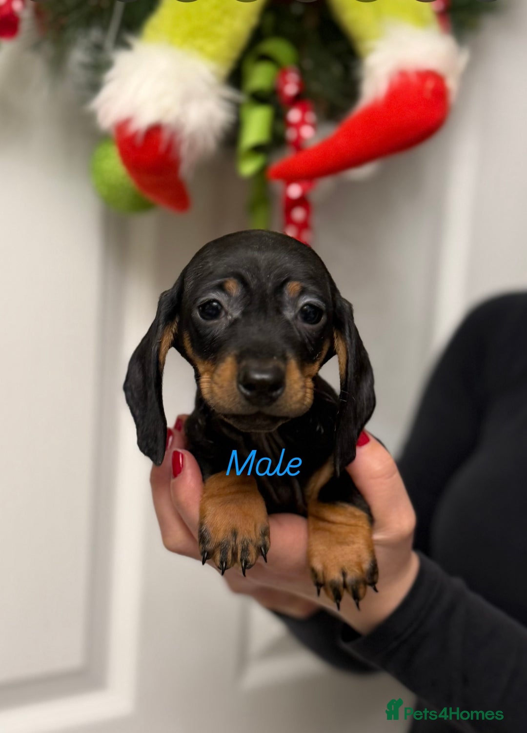 Miniature Dachshund dogs for sale: Miniature Dachshund  - Advert 2