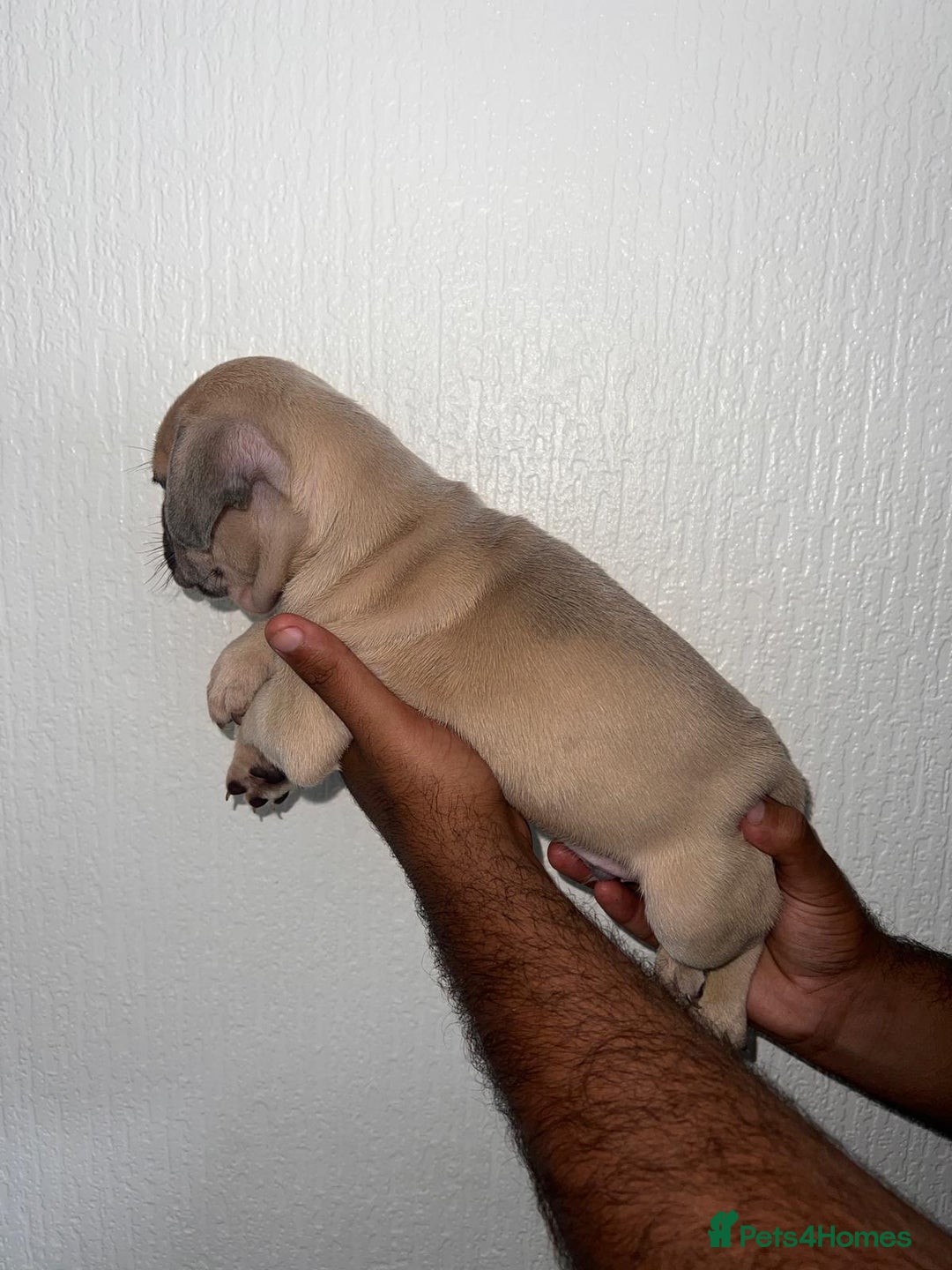 Mixed Breed dogs for sale: French bulldog X English bulldog cross breed  - Image 4