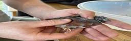Quail poultry for sale: Chinese Painted/Button Quail males  - Advert 2