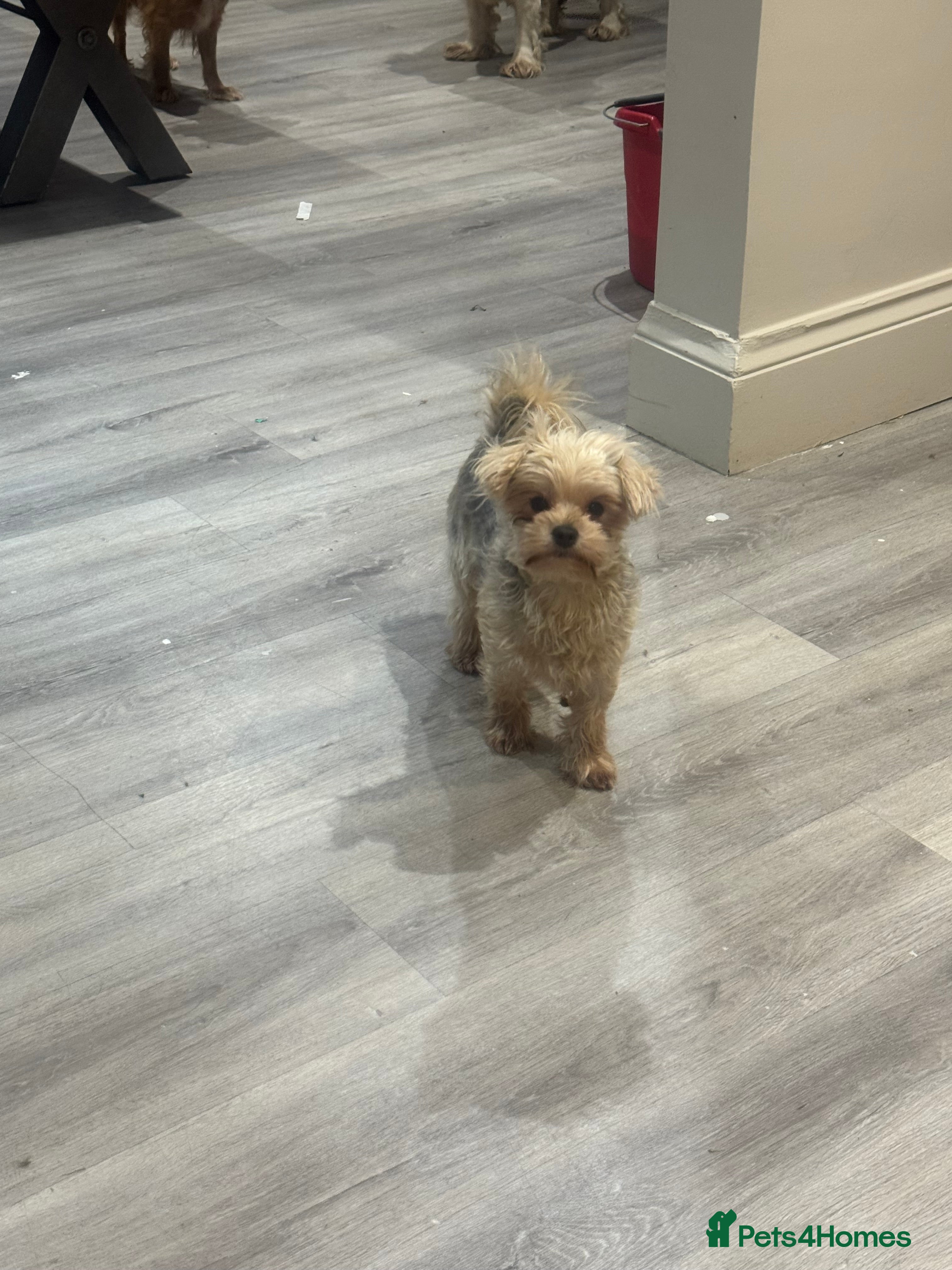 Yorkiepoo dogs Brothers  - Advert 2