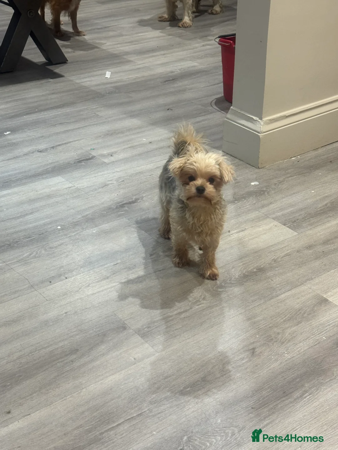 Yorkiepoo dogs for sale: Brothers  - Advert 1