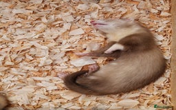 Ferret rodents for sale: Male ferrets  - Image 2