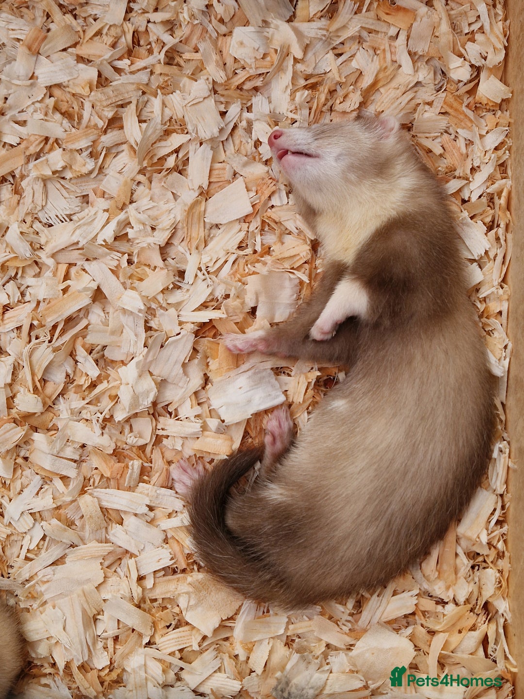 Ferret rodents for sale: Male ferrets  - Image 2