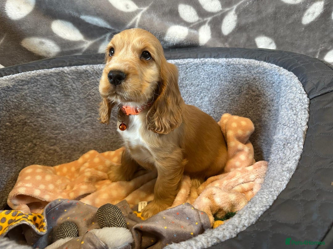 Cocker Spaniel dogs for sale: Show Type and DNA tested Cocker Spaniels. - Image 9