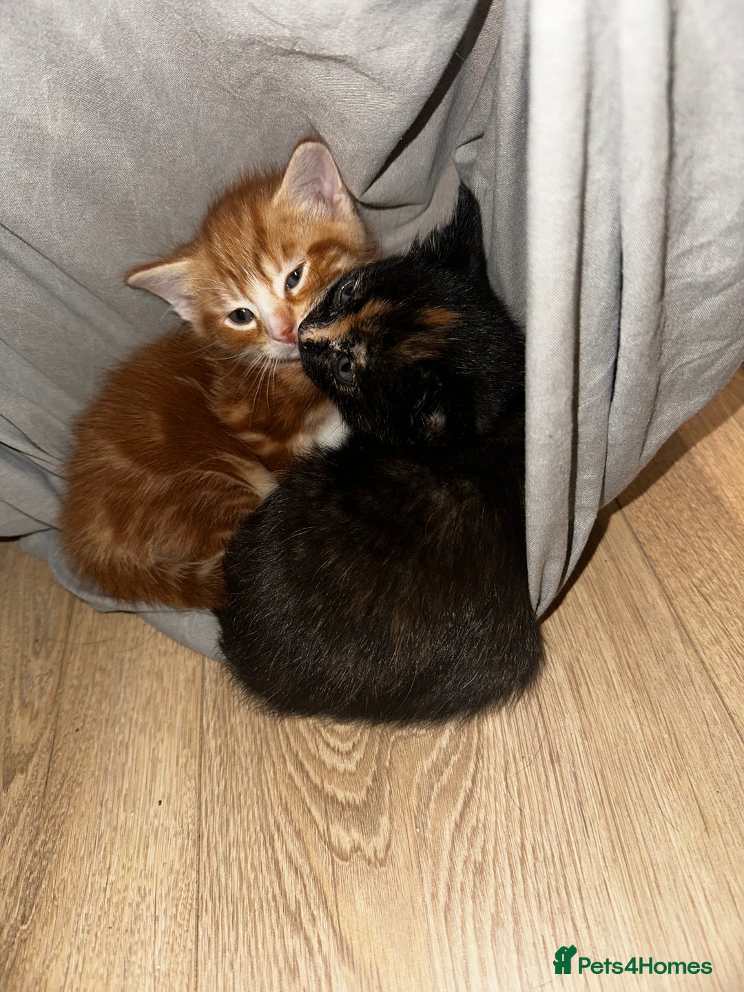 Domestic Shorthair cats for sale: Black tortie ready to go  - Advert 4