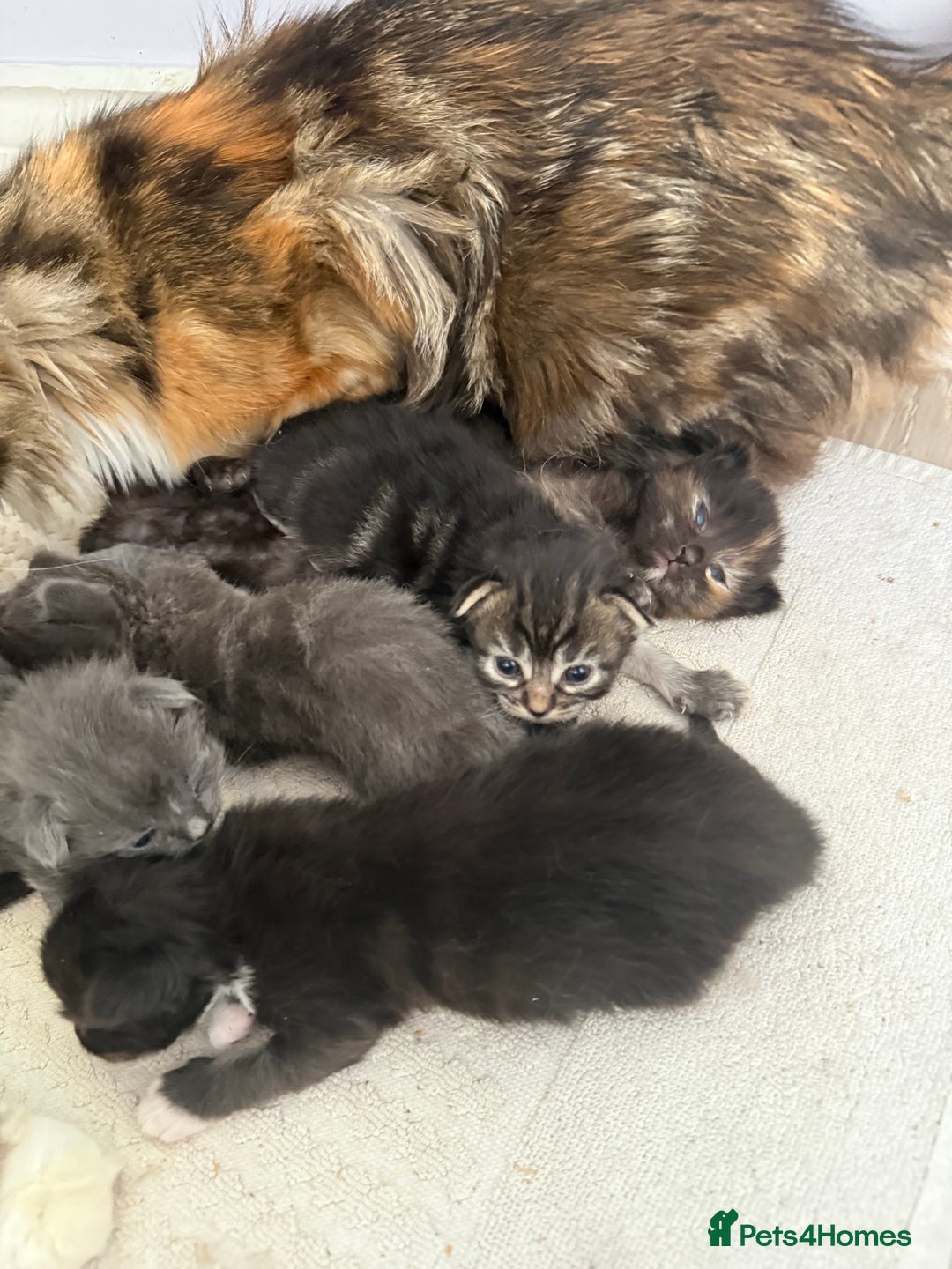 Siberian cats for sale: Full stunning siberian kittens for sale - Image 10