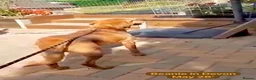 Mixed Breed dogs for adoption: Beanie Boy, 3-4 yrs old. Available for adoption. - Advert 2