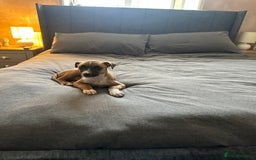 Lurcher dogs for sale: Bull lurcher female - Image 1