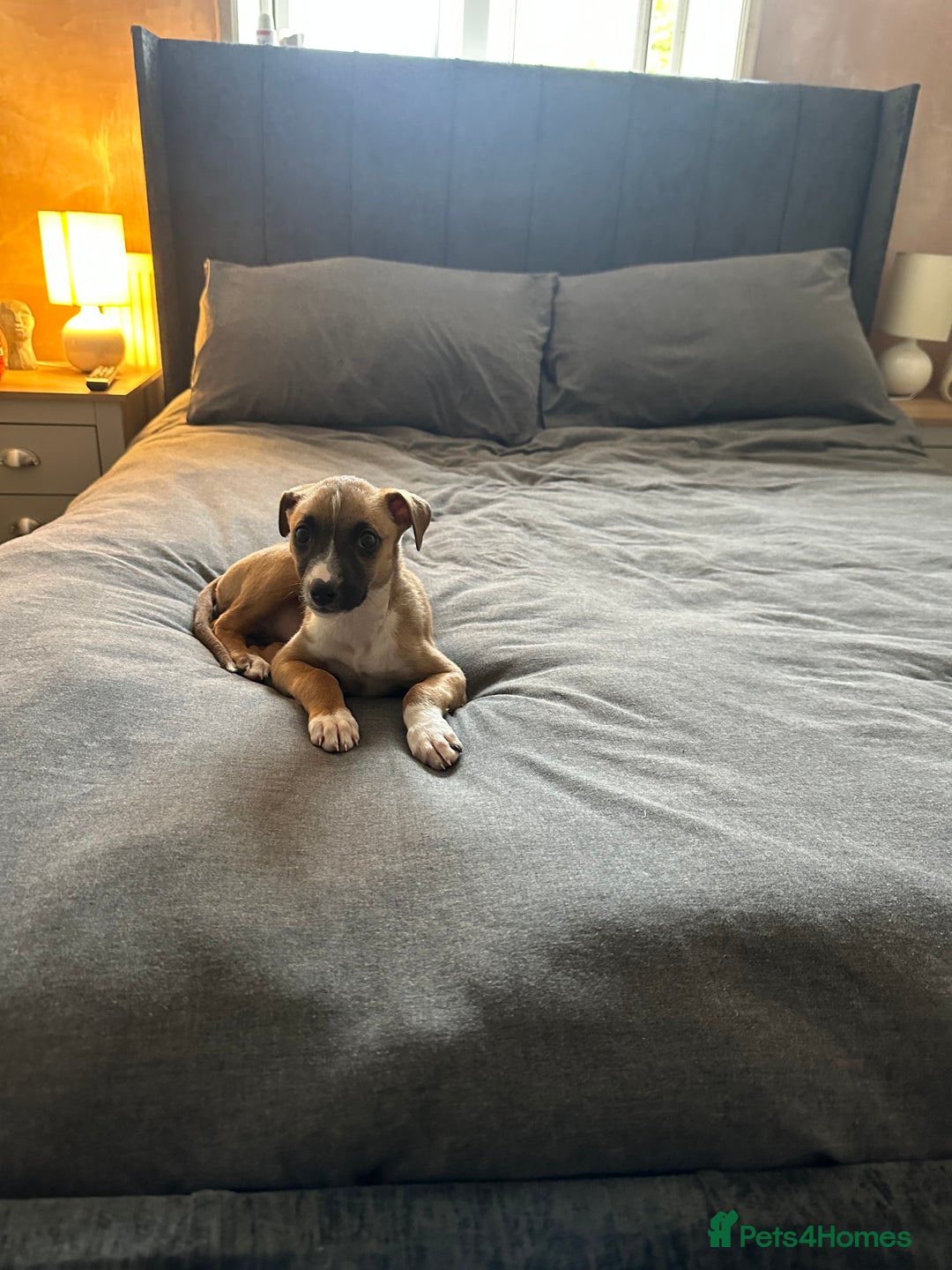 Lurcher dogs for sale: Bull lurcher female - Image 1