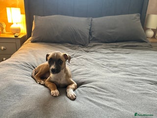 Lurcher dogs - Advert 1