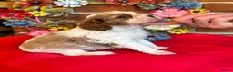 Cavalier King Charles Spaniel dogs for sale: KC. C.K.C.S from Champion Show Lines - Advert 5