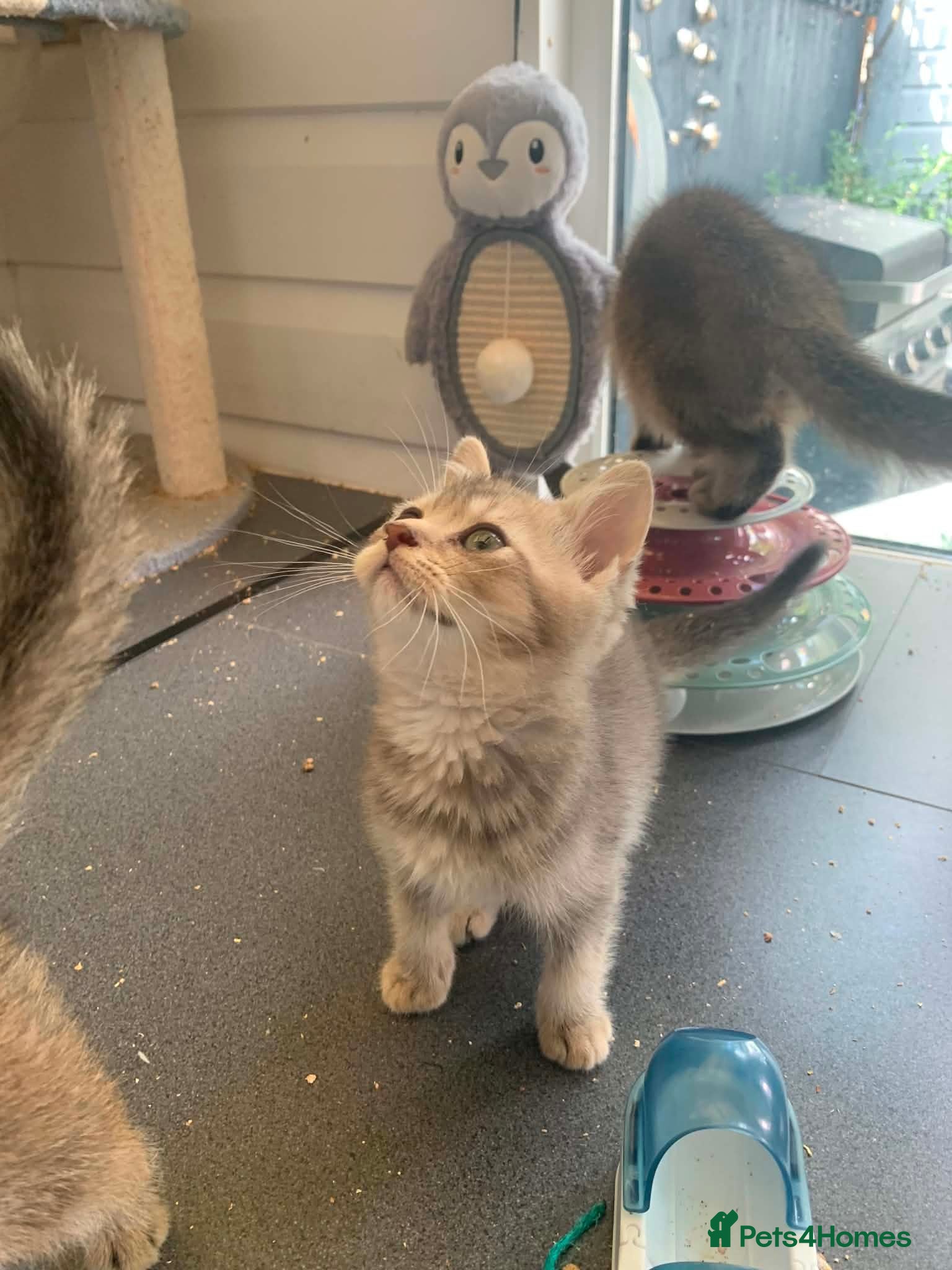 British Shorthair cats BSH Stunning rare Shaded 11 Weeks Old  - Advert 2