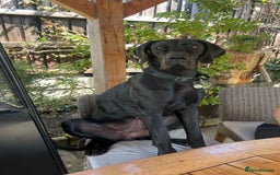 Great Dane dogs for sale: Female KC registered Great Dane - Image 2
