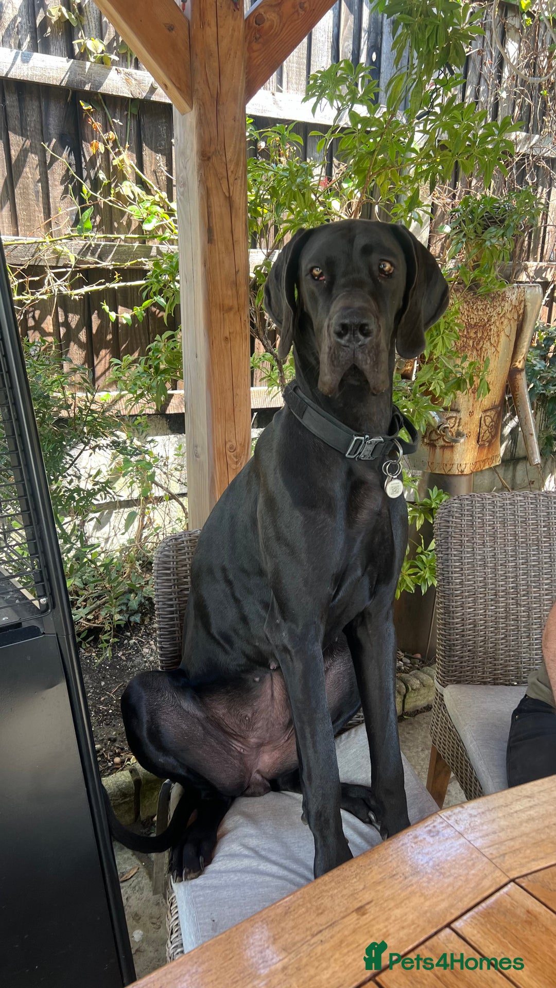 Great Dane dogs for sale: Female KC registered Great Dane - Image 2