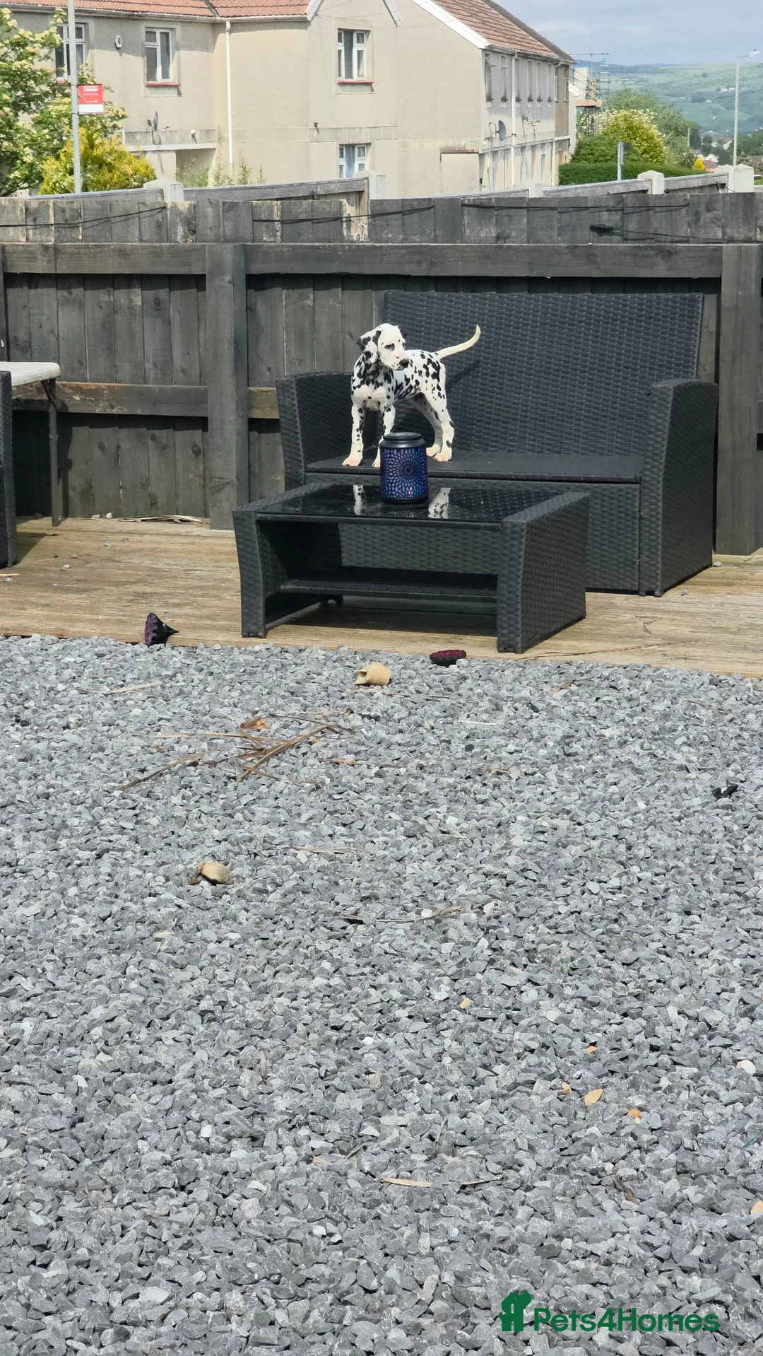 Dalmatian dogs for sale: *1 girl available* StrictlyDals KC Registered  - Advert 2