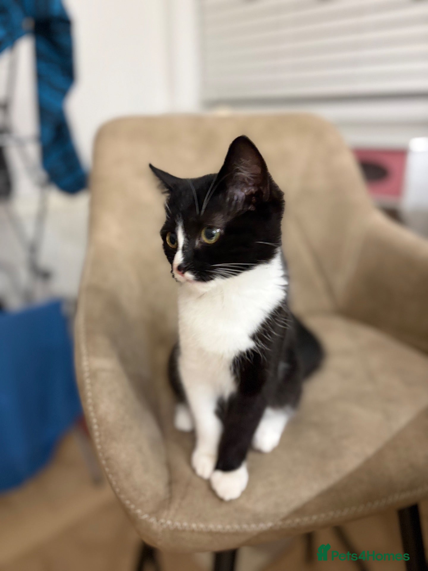 Mixed Breed cats for sale: Luna  - Advert 7