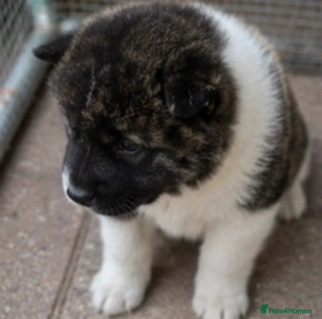 Akita dogs for sale: Beautiful American Akita Puppies in Sheffield - Advert 2