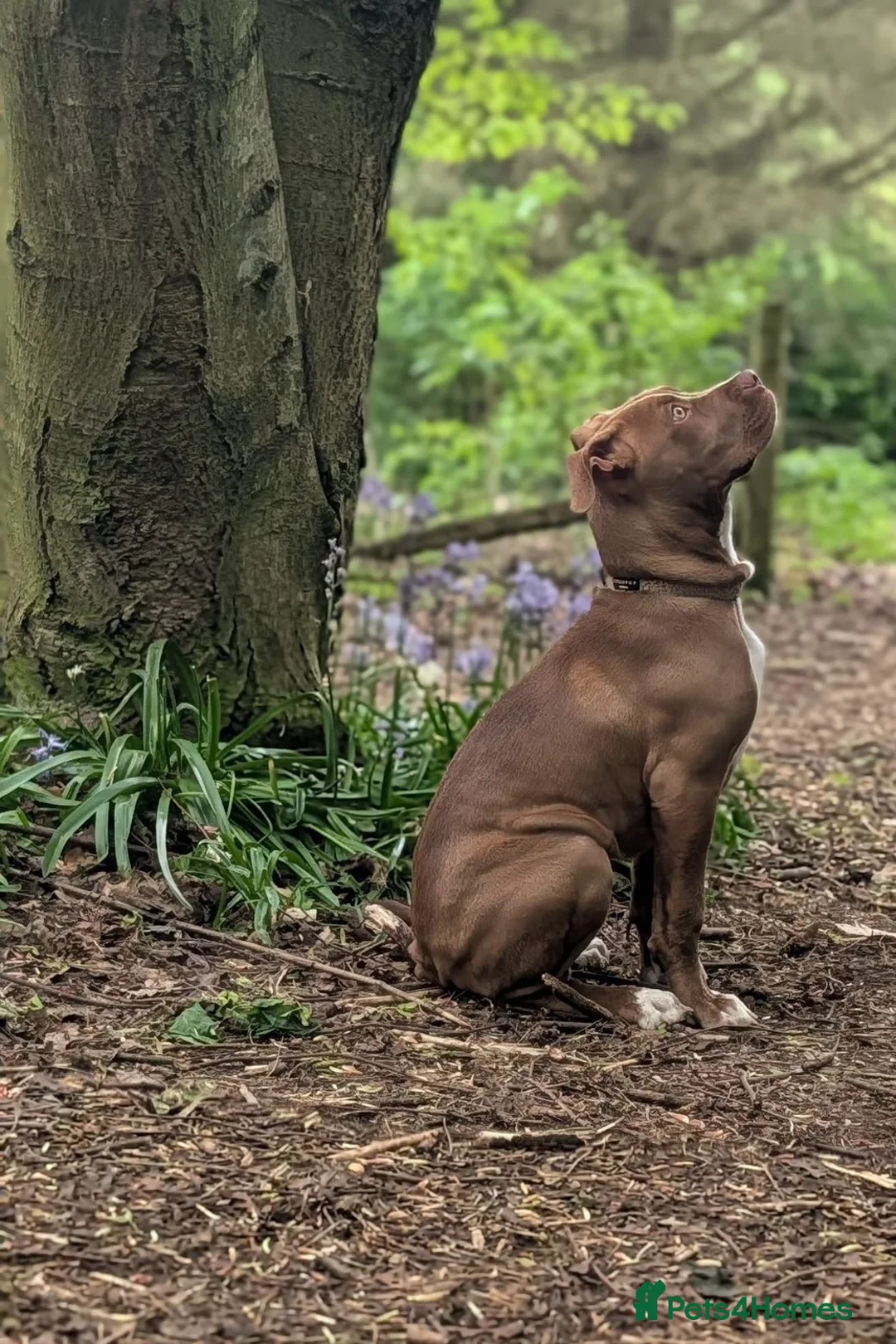 Mixed Breed dogs for sale: Mixed breed pup for sale, 7 month old Esmai   in Tamworth - Advert 9
