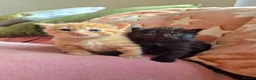 Mixed Breed cats for sale: VERY FRIENDLY FLUFFY KITTENS - Advert 11