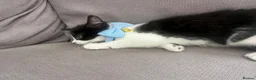 Mixed Breed cats for sale: Beautiful 8week old kittens  - Advert 18