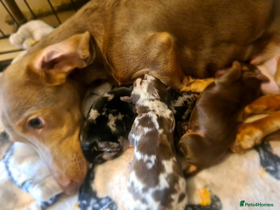 Dachshund dogs for sale: Beautiful Standard Dachshunds  - Image 7