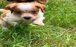 Brittany Spaniel dogs for sale: Brittany puppies for sale  - Image 2