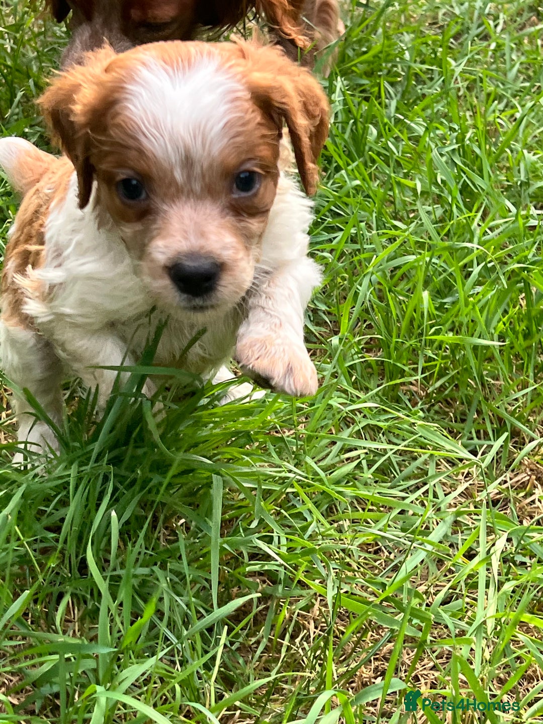 Brittany Spaniel dogs for sale: Brittany puppies for sale  - Image 2