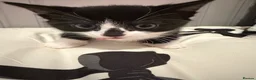 Mixed Breed cats for sale: 2 stunning kittens  - Advert 7
