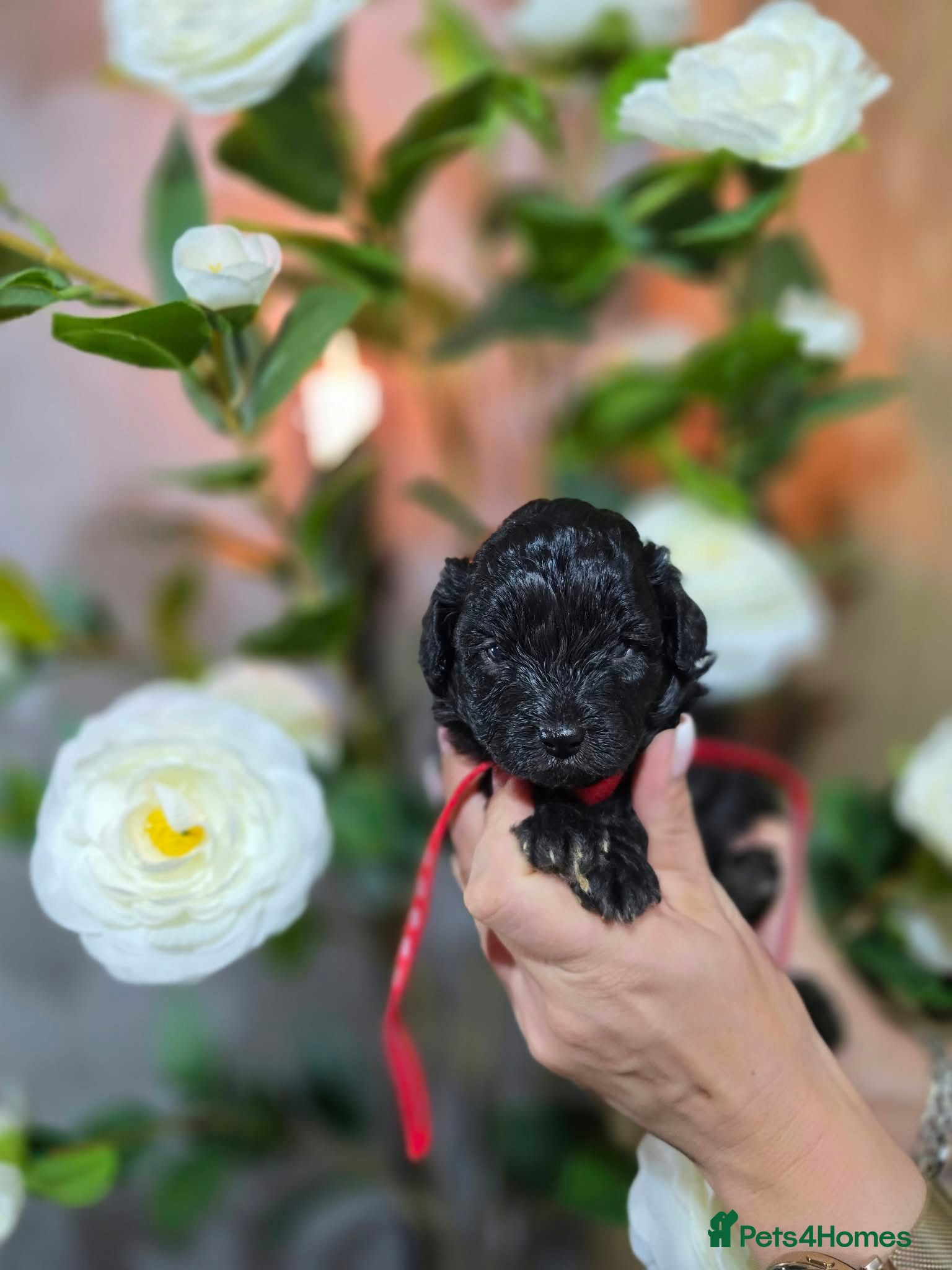 Toy Poodle dogs Silver toy poodle  - Advert 7