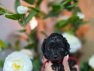 Toy Poodle dogs Silver toy poodle - Advert 7