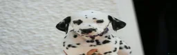 Dalmatian dogs for sale: Litter of pure Dalmatian puppies - Advert 6