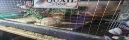 Quail poultry for sale: Quails and full set up - Advert 7