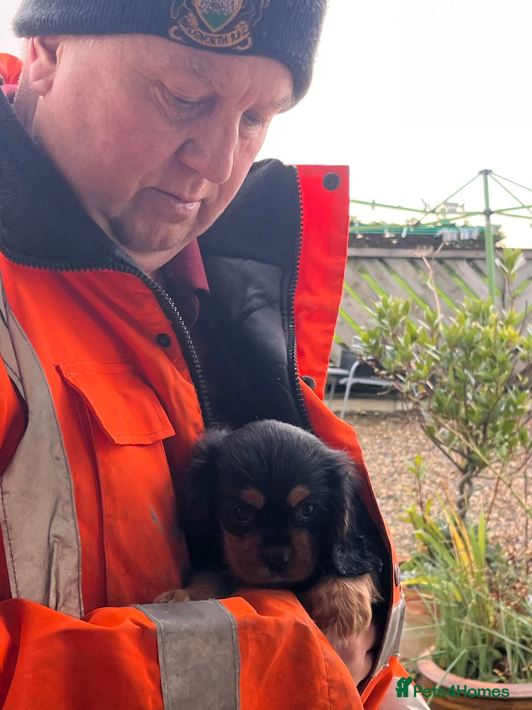 Cavalier King Charles Spaniel dogs for sale: Bundle of joy black n tan cavaliers - Advert 4