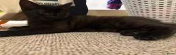 Mixed Breed cats for sale: Cats for sale  - Advert 4