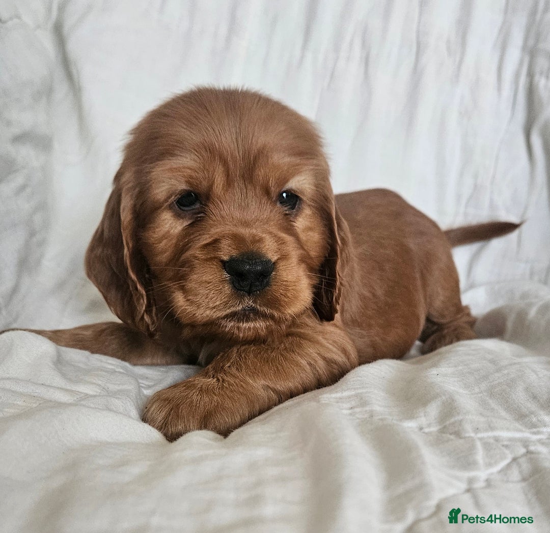 Cocker Spaniel dogs for sale: Cocker Spaniel Puppies Show Type - Image 3