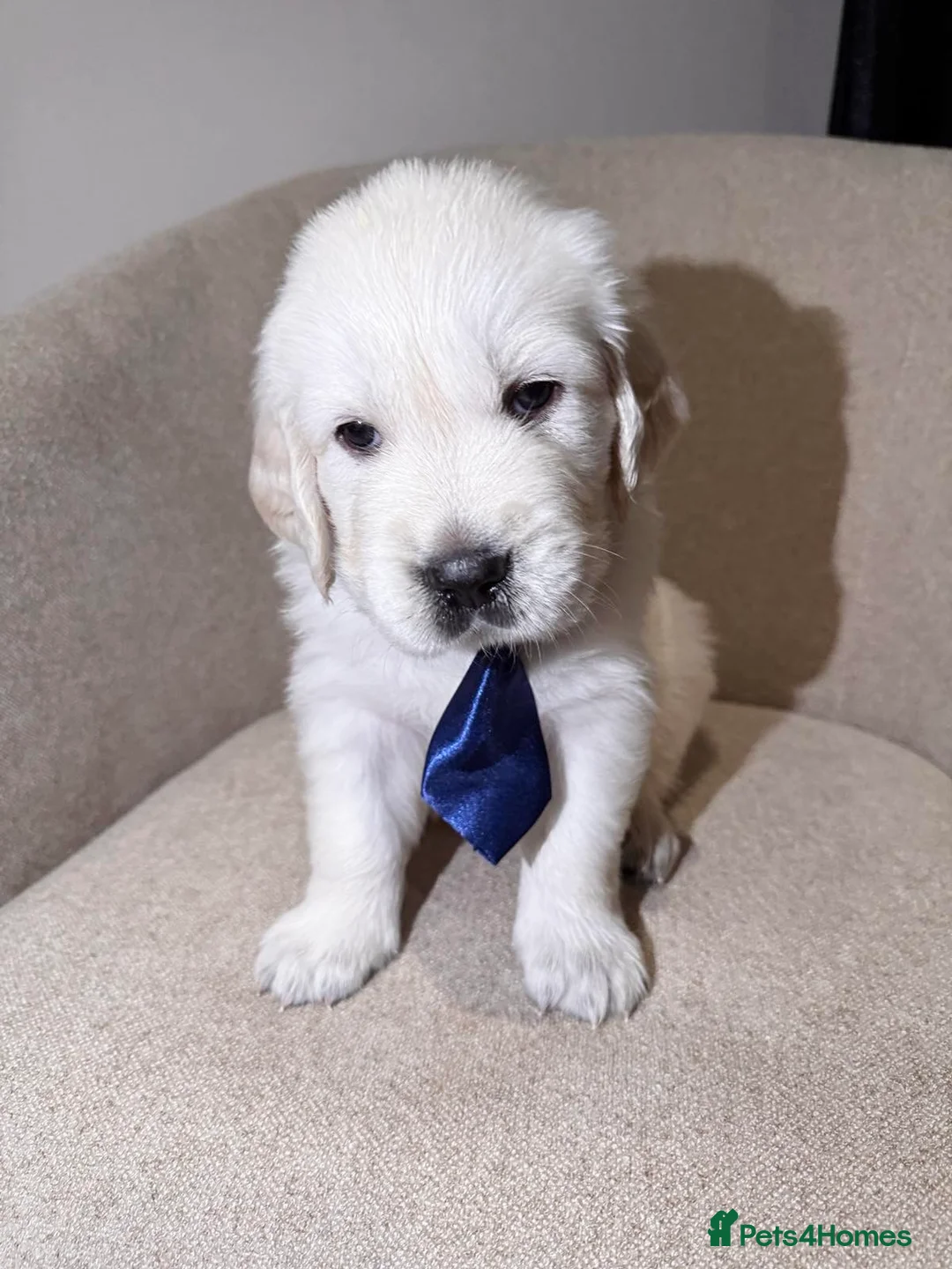 Golden Retriever dogs for sale: Exceptional Show Champion Litter   - Advert 8