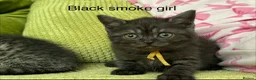 Scottish Fold cats for sale: Scottish straight kittens registered  - Advert 15