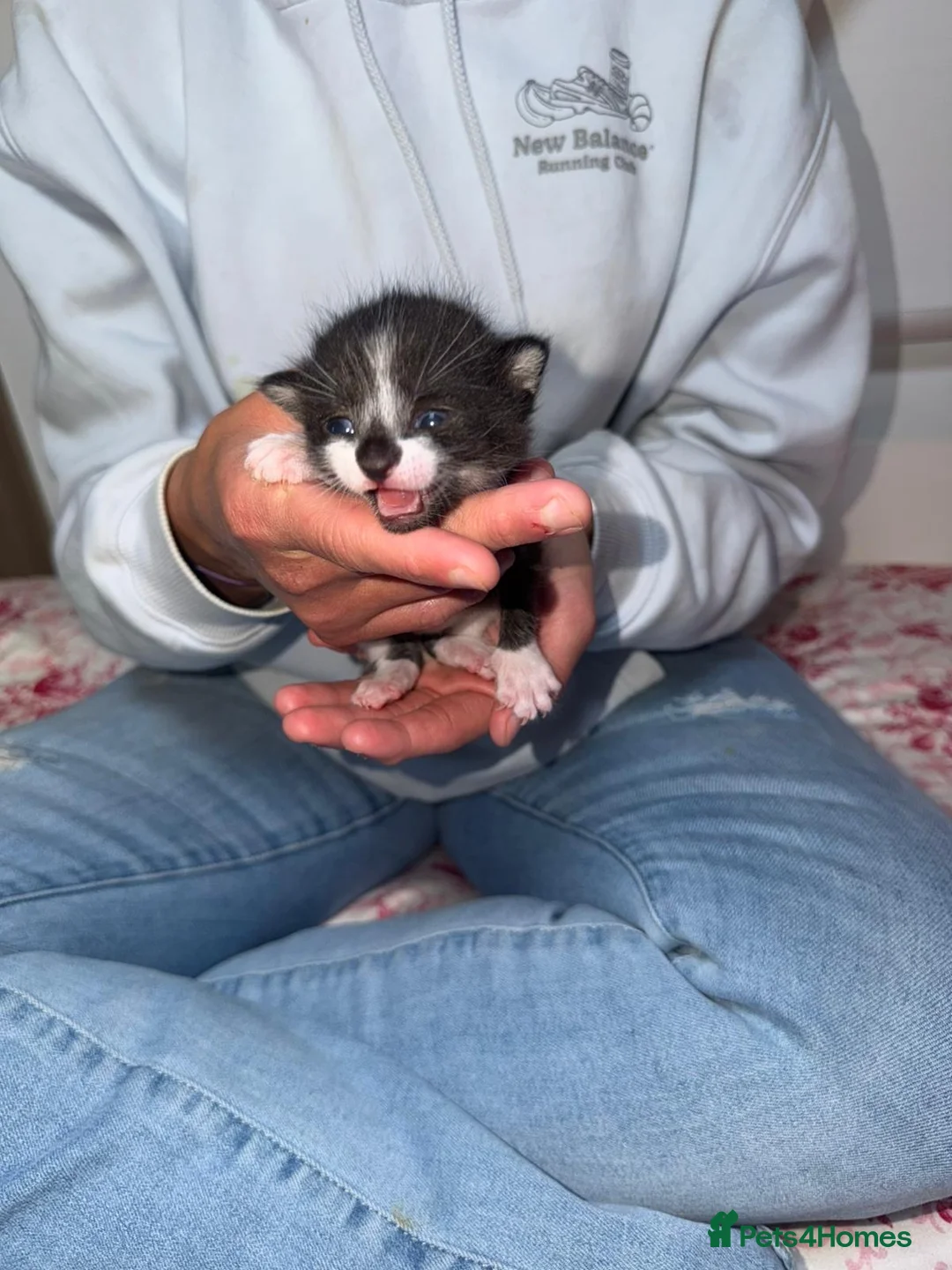 Mixed Breed cats for sale: Beautiful kittens looking for forever home  in Livingston - Advert 1