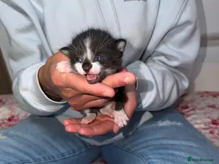 Mixed Breed cats Beautiful kittens looking for forever home - Advert 1