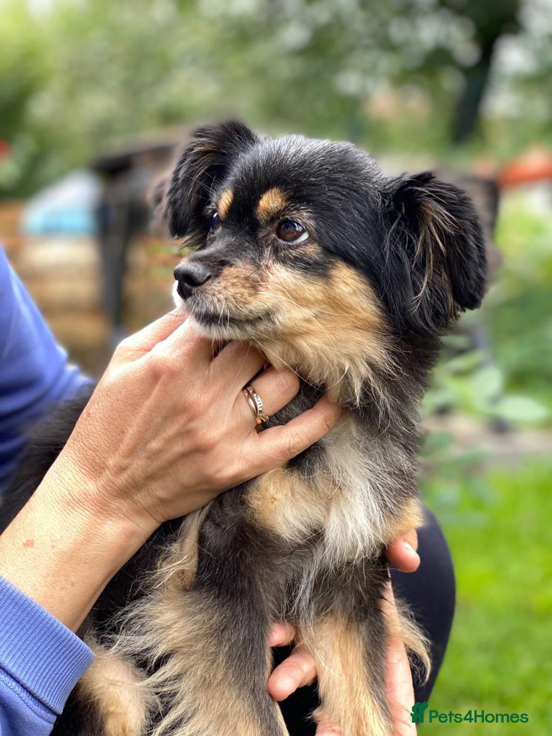 Mixed Breed dogs for adoption: 💖🐶 ELLA 🐶💖 - Image 15